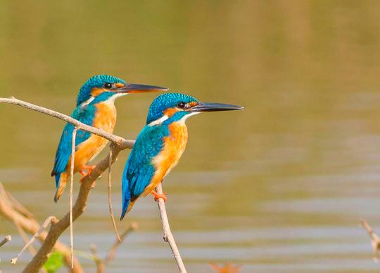 Camping In Goa Image