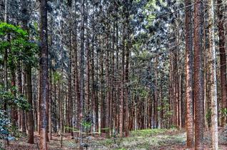 M5ure0kxizx7cllwvaf4foopx2jx 1481609145 1280px karura forest nairobi 04