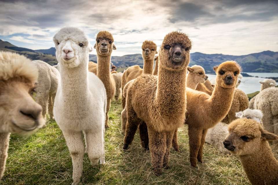 Group of Alpacas
