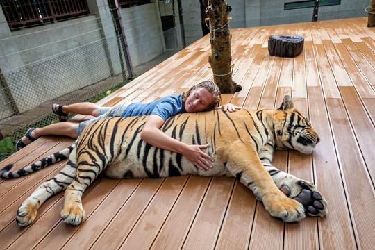 Phuket Tiger Kingdom Tickets Image