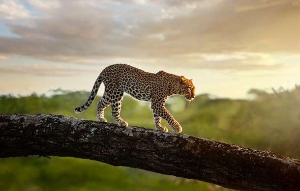 Mavl97fpi1w61714npigpwgblsu2 dl.beatsnoop.com 3000 ch5c2nbrwp