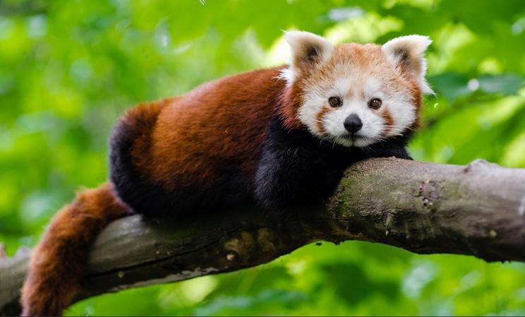 Himalayan Zoological Park