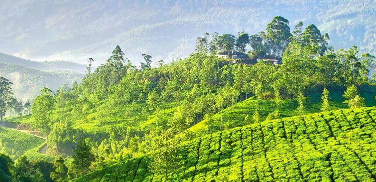 Pothamedu Plantations