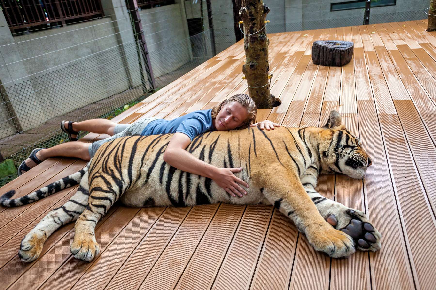 Tiger Kingdom Tickets Chiang Mai Image