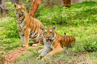 Mi6vveom8v84fit53j7ufvvybr9p 1581418394 indira gandhi zoological park madhurawada visakhapatnam zoo 00owaigiyt