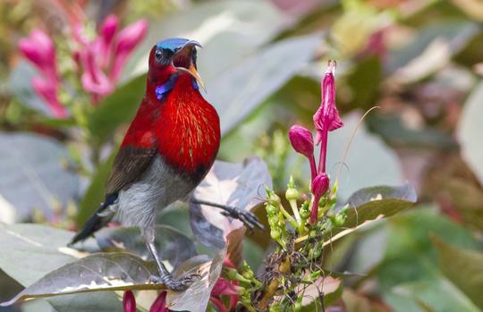 Camping In Goa Image