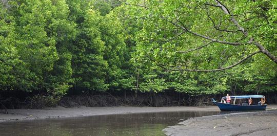 Kubang Badak Mangrove River Join-In Cruise with Swimming Image