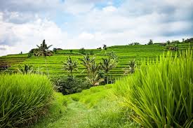 Scenic Rice Field Trekking in Ubud Image