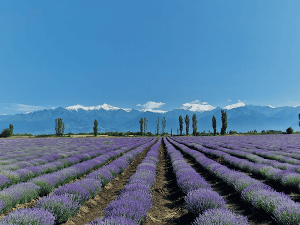 Essenso Lavender Field, Gabala