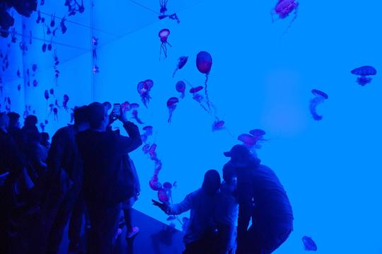 Ripley's Aquarium of Canada Tickets Image