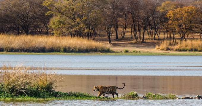 Gaze at the magnificence of the Ranthambore tigers amidst the ecstatic natural beauty of the place