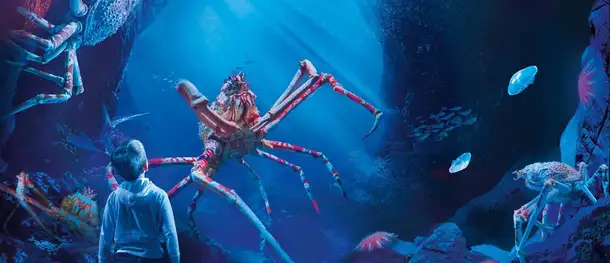 Say hello to the Giant Crab at the Sea Life Aquarium, Manchester