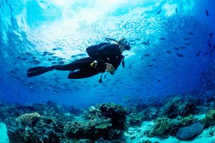 Underwater view during Scuba Diving in Netrani Island, Gokarna
