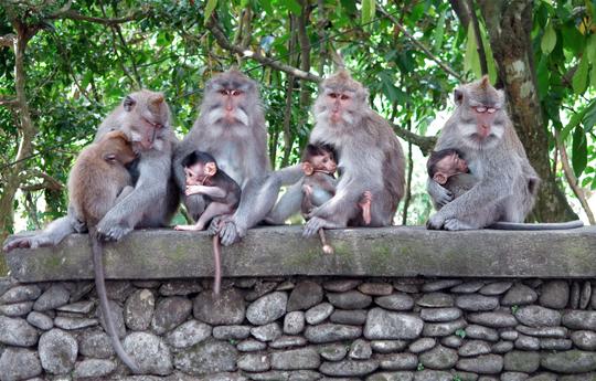 Monkey Forest Ubud Image