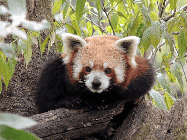 N1rbtqjeh3c8h4i2c28ye7qa8l52 darjeeling%20zoo