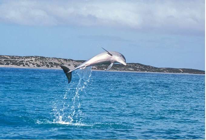 Penguin Island and Fremantle Town Tour in Australia