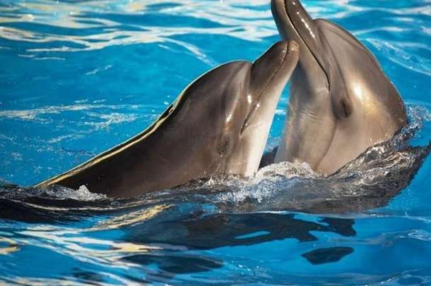 N5rh3iu6e3ntvr7acx0potuxuys2 dolphin%20show%201