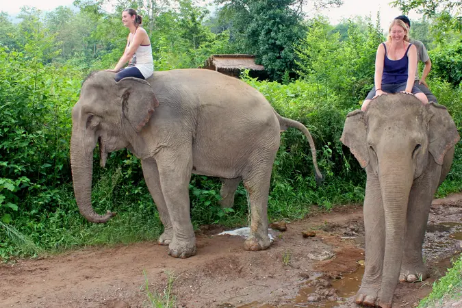 Elephant Village