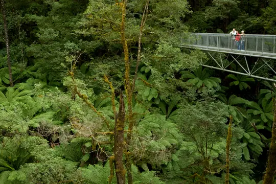 Ziplining In Melbourne Image