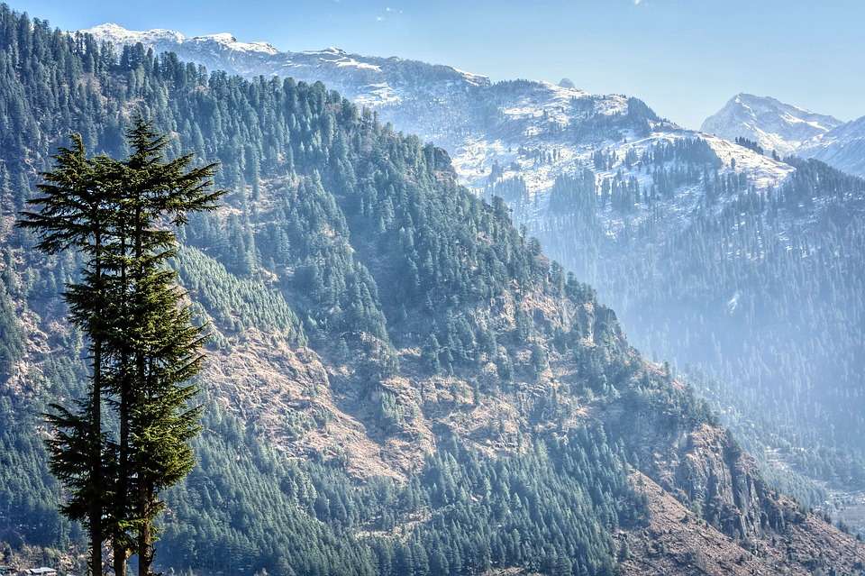 Black Forest Safari in Manali