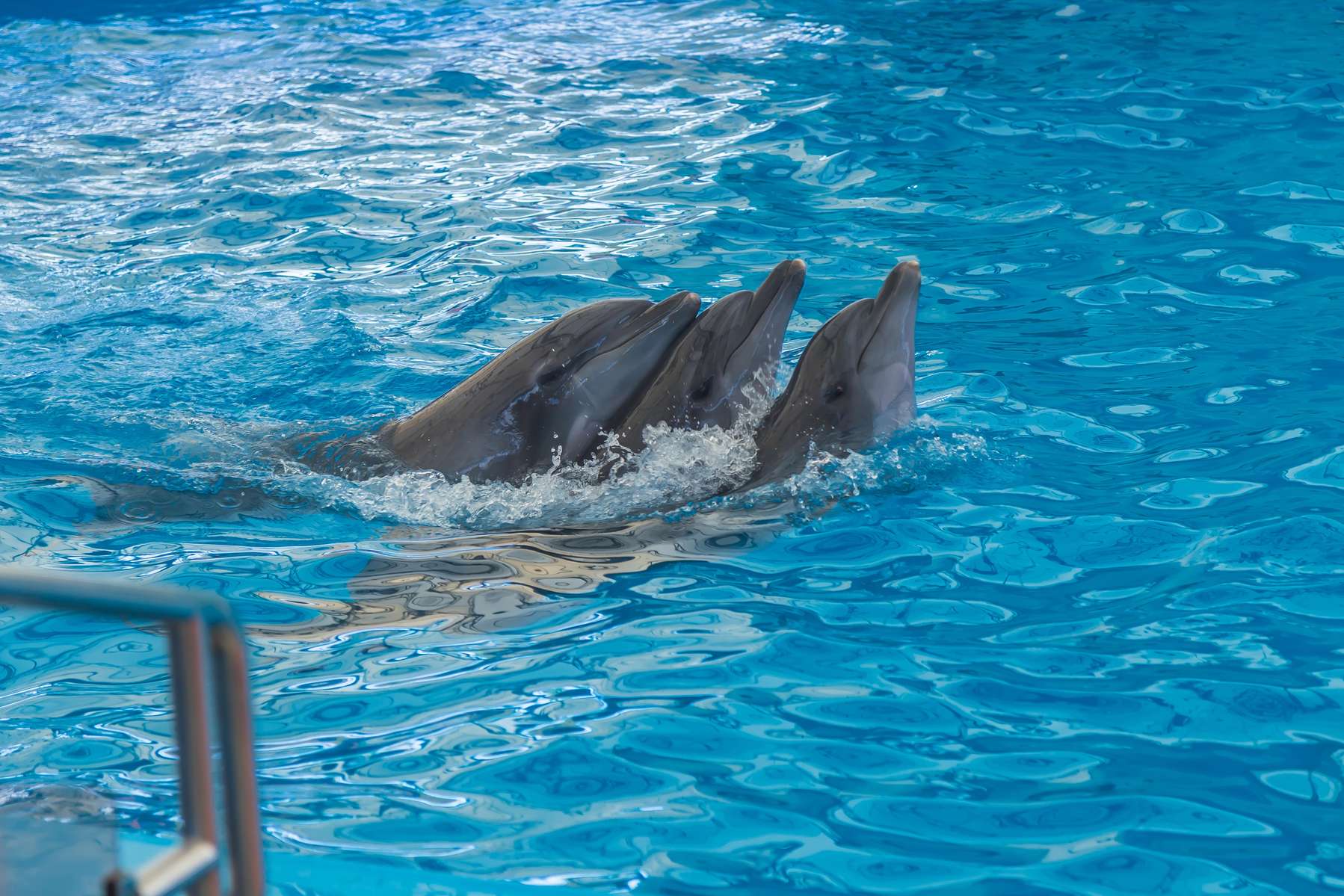 Phuket Dolphin Show Ticket Image