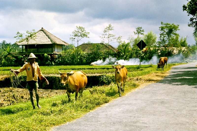 Penglipuran Village Tour Image