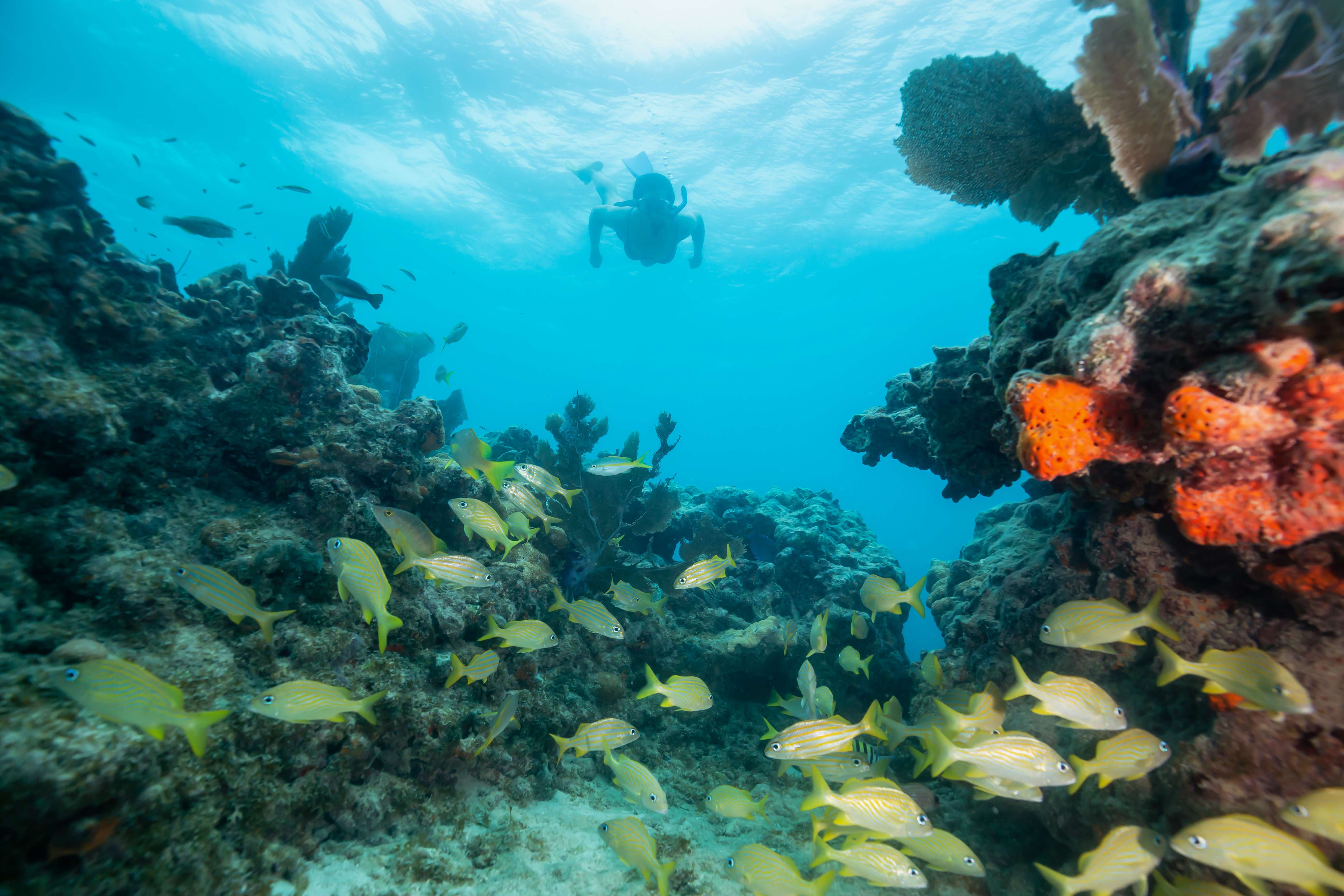 Go snorkeling and see the only living Coral Reefs of North America up close