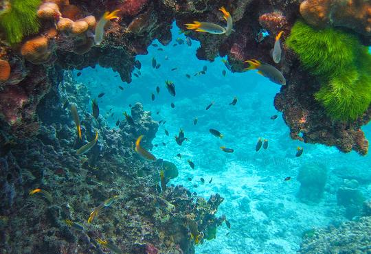 Dolphin Glass Bottom Boat Ride Image