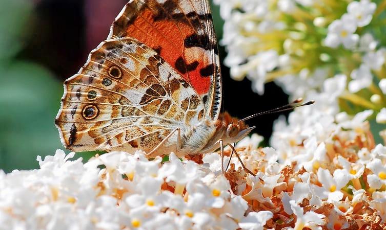 Elvis Butterfly Garden