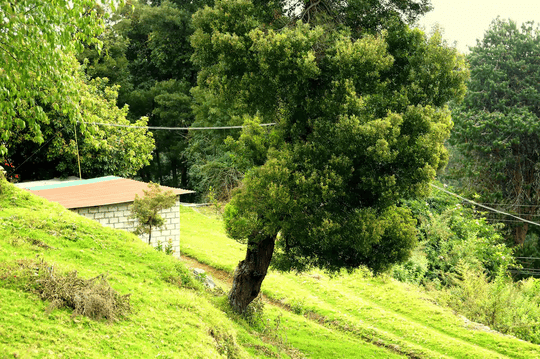 A Lake View Vacation Retreat In Kodaikanal Image