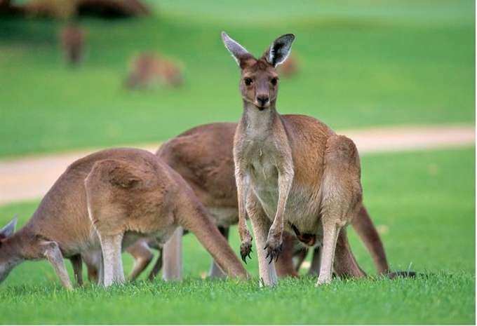Explore Perth Fremantle and Swan Valley Brewery