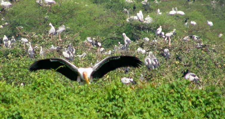 Neel Dhara Pakshi Vihar