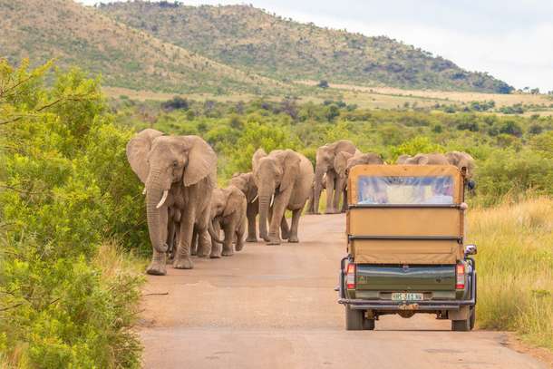 Afternoon Game Drive at Pilanesberg National Park
