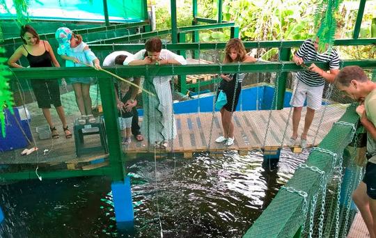 Crocodile Show Porosus Admission Ticket in Phuket Image