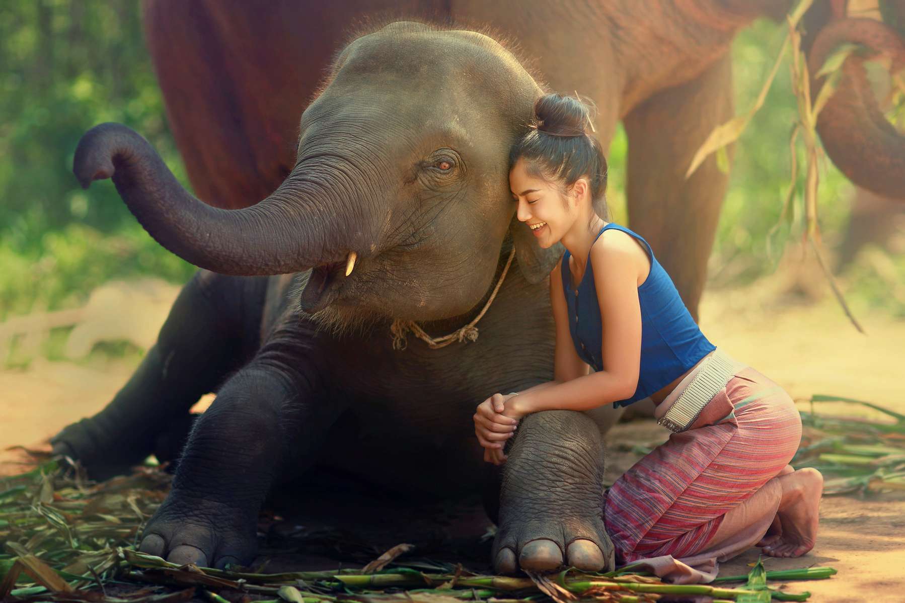 Elephant Safari Park Tickets Image