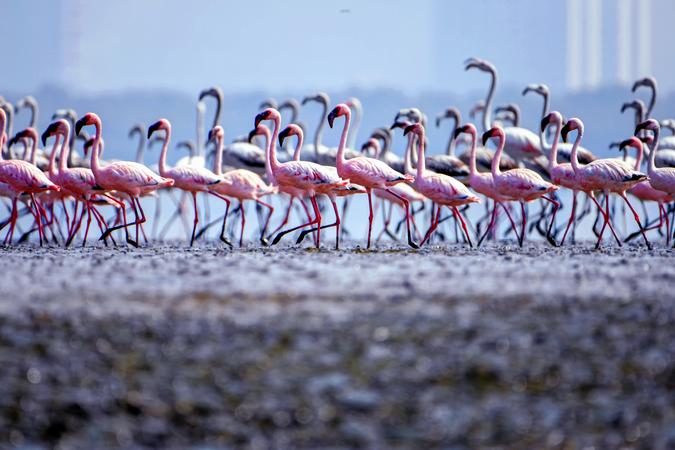 Thane Creek Flamingo Sanctuary