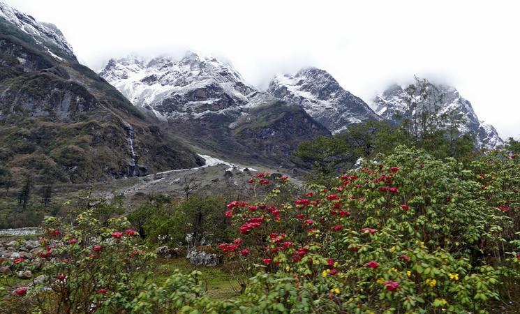 Shingba Rhododendron Sanctuary