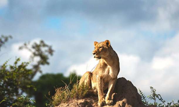 Lion spotted during game drive in Kruger National Park