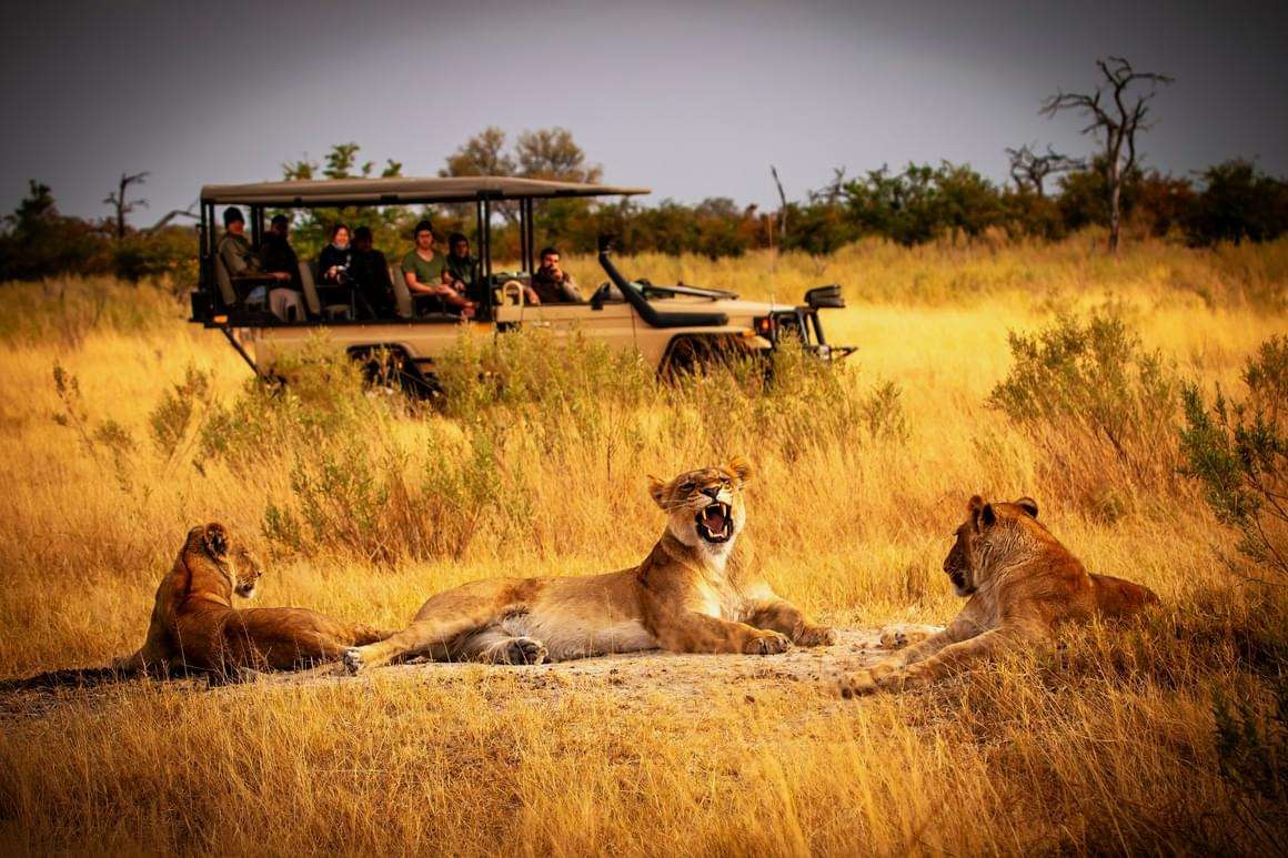 Embark on a journey that takes you through the thrilling rides in Masai Mara