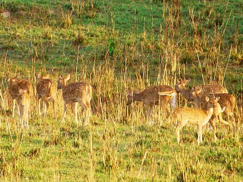Chilla Wildlife Sanctuary