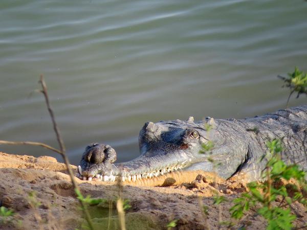Ken Gharial Sanctuary