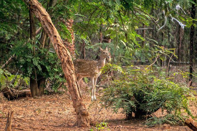 Indira Gandhi Wildlife Sanctuary And National Park