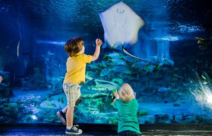 See a variety of Sting rays at 'Under the Ray-dar' zone