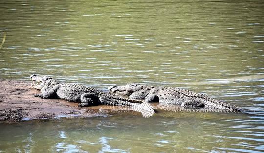 Crocodile Park Dandeli Image