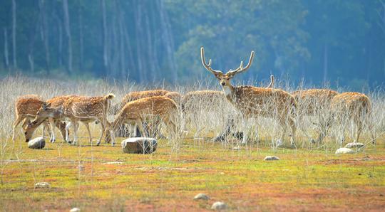 3 Days Jim Corbett Tour Package Image