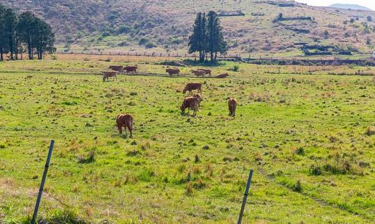 Rail Bike Experience in Jeju Image