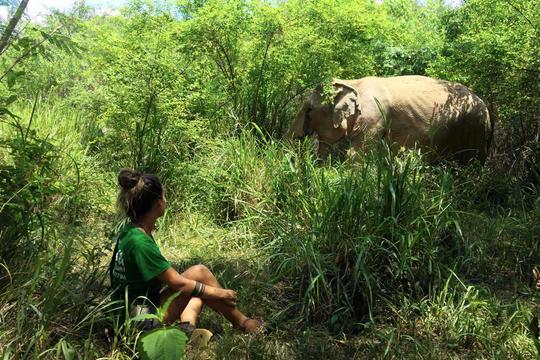 Elephant Jungle Sanctuary Pattaya Image