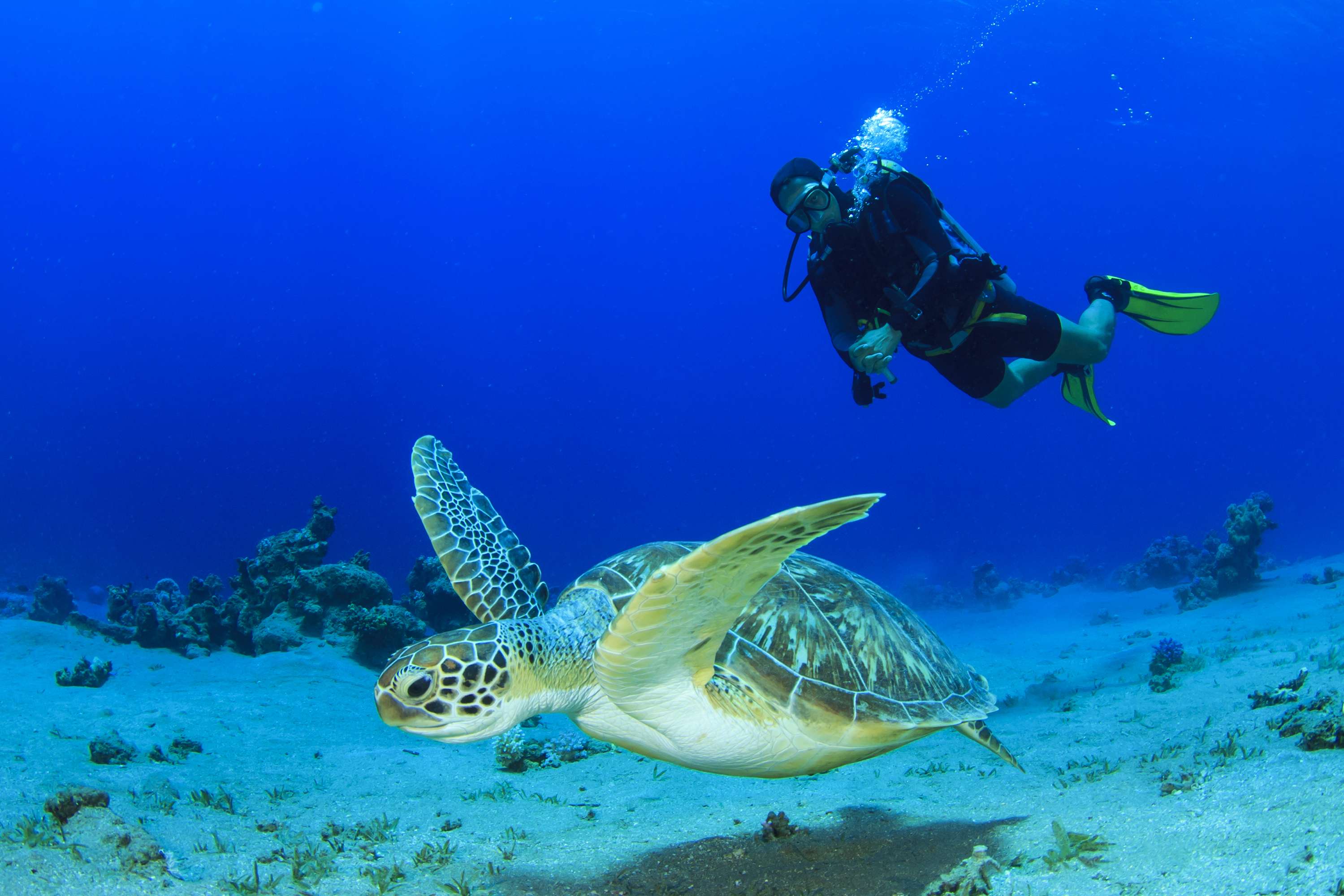 See the magnificent sea turtles in their native environment