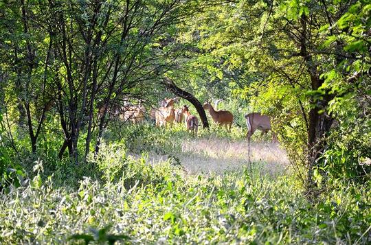 Nahargarh Biological Park Jaipur Day Out Image