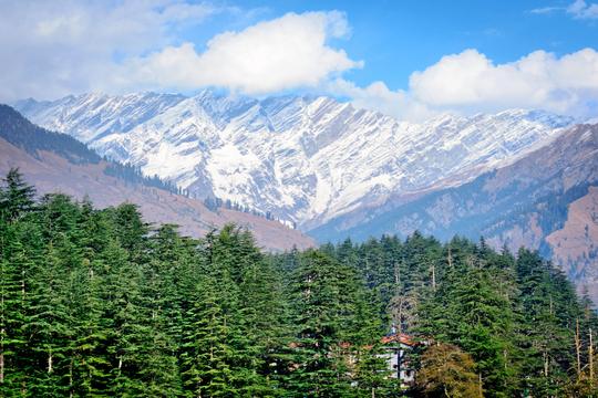 Black Forest Safari Image